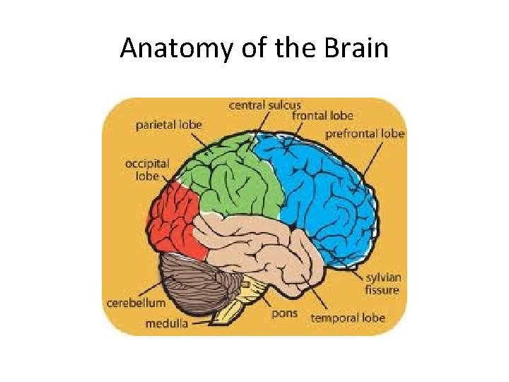 Anatomy of the Brain 