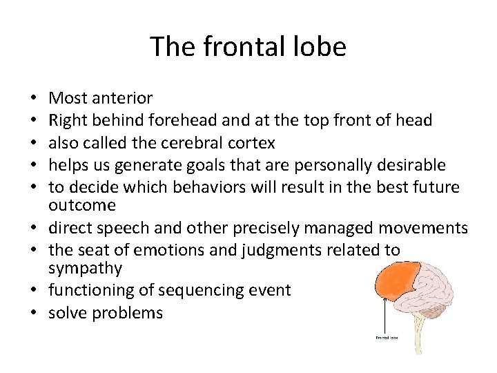 The frontal lobe • • • Most anterior Right behind forehead and at the