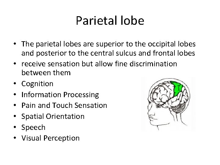 Parietal lobe • The parietal lobes are superior to the occipital lobes and posterior