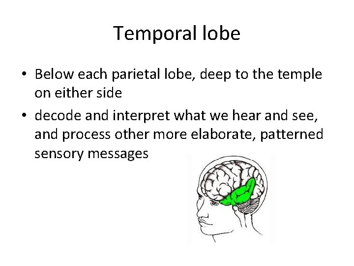 Temporal lobe • Below each parietal lobe, deep to the temple on either side