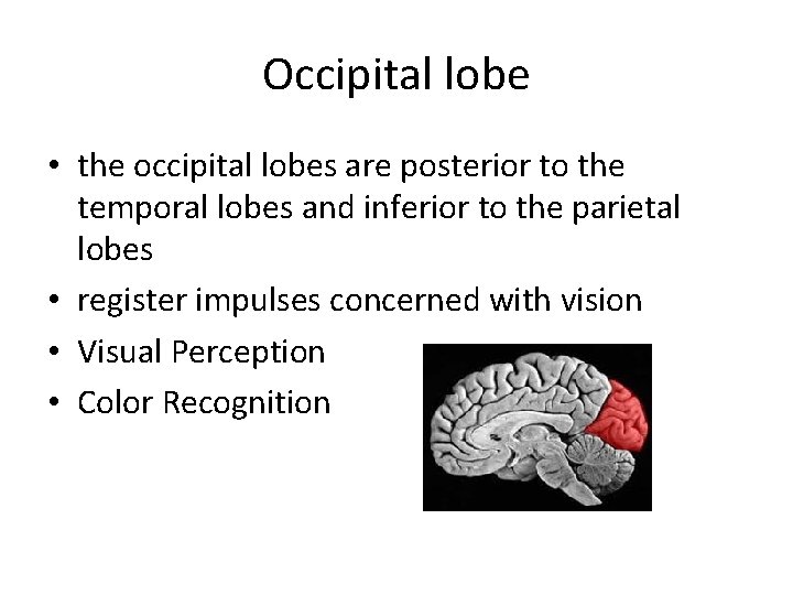 Occipital lobe • the occipital lobes are posterior to the temporal lobes and inferior