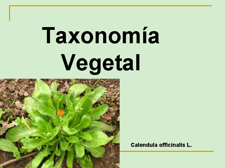 Taxonomía Vegetal Calendula officinalis L. 