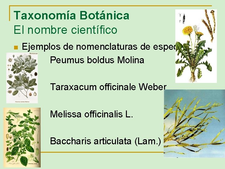 Taxonomía Botánica El nombre científico n Ejemplos de nomenclaturas de especies Peumus boldus Molina