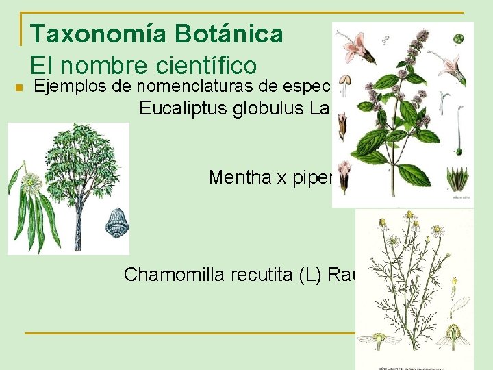 Taxonomía Botánica El nombre científico n Ejemplos de nomenclaturas de especies Eucaliptus globulus Labill.