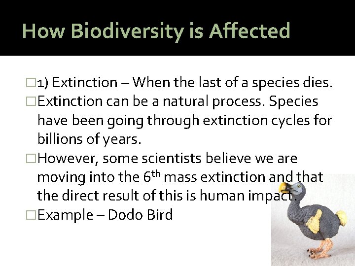 How Biodiversity is Affected � 1) Extinction – When the last of a species