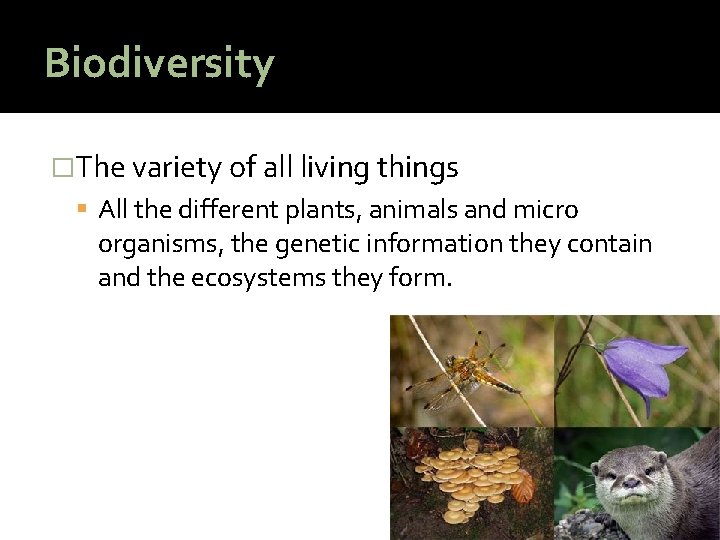 Biodiversity �The variety of all living things All the different plants, animals and micro