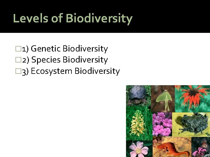 Levels of Biodiversity � 1) Genetic Biodiversity � 2) Species Biodiversity � 3) Ecosystem