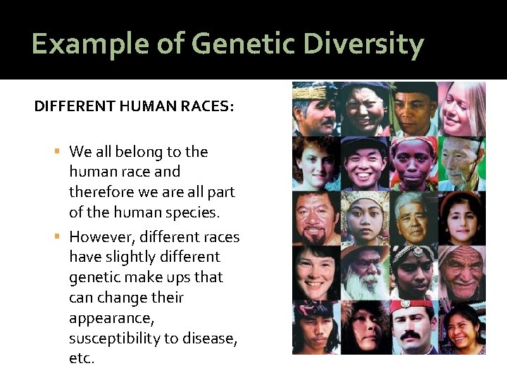 Example of Genetic Diversity DIFFERENT HUMAN RACES: We all belong to the human race