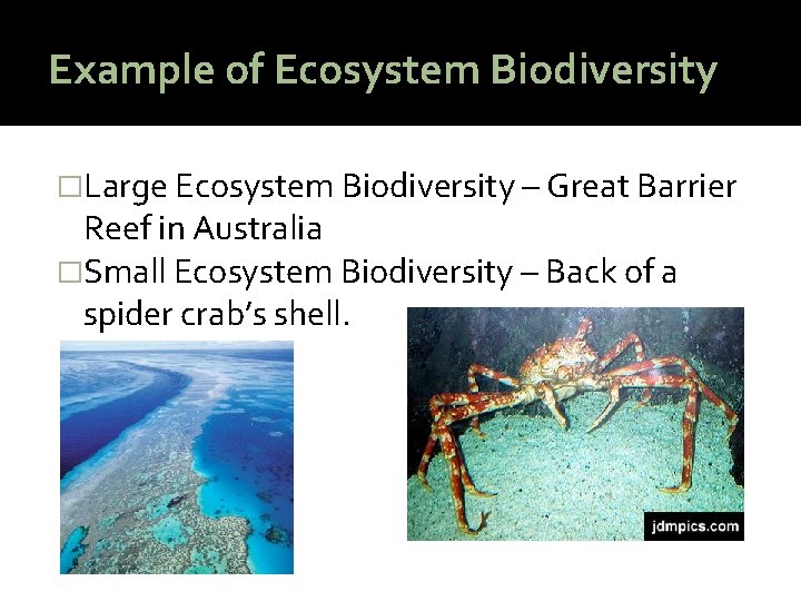 Example of Ecosystem Biodiversity �Large Ecosystem Biodiversity – Great Barrier Reef in Australia �Small