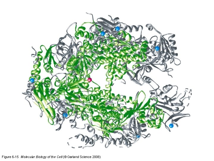Figure 6 -15 Molecular Biology of the Cell (© Garland Science 2008) 