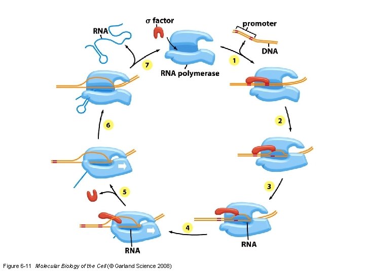 Figure 6 -11 Molecular Biology of the Cell (© Garland Science 2008) 