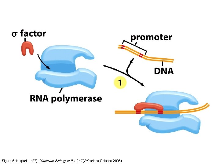 Figure 6 -11 (part 1 of 7) Molecular Biology of the Cell (© Garland