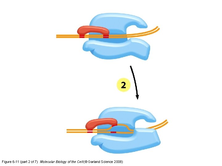 Figure 6 -11 (part 2 of 7) Molecular Biology of the Cell (© Garland