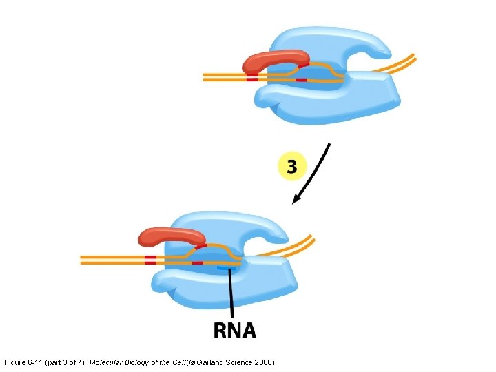 Figure 6 -11 (part 3 of 7) Molecular Biology of the Cell (© Garland