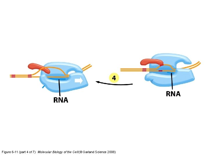Figure 6 -11 (part 4 of 7) Molecular Biology of the Cell (© Garland