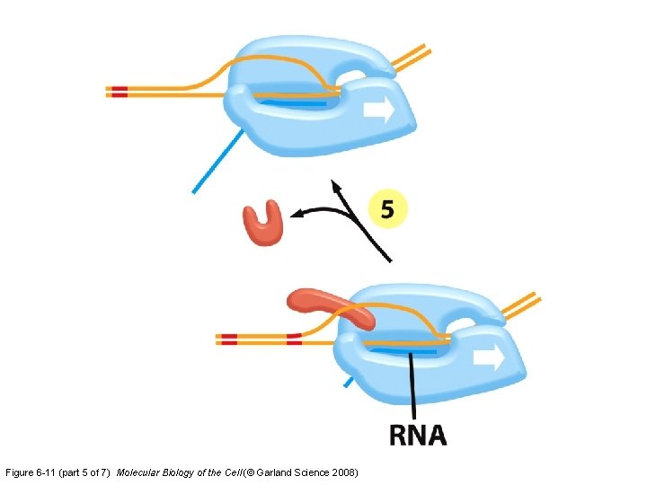 Figure 6 -11 (part 5 of 7) Molecular Biology of the Cell (© Garland