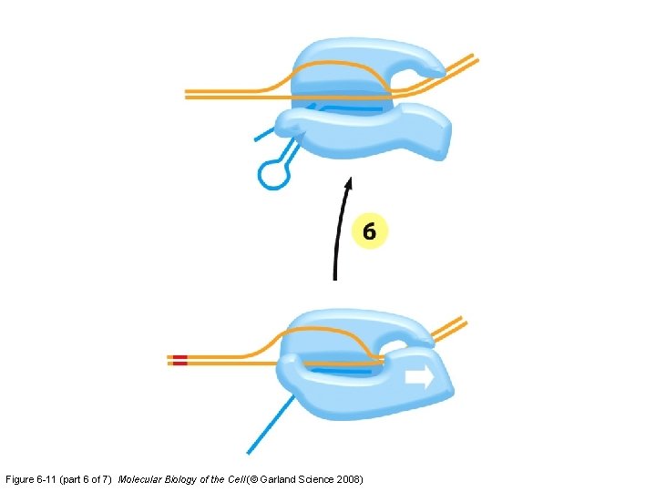 Figure 6 -11 (part 6 of 7) Molecular Biology of the Cell (© Garland