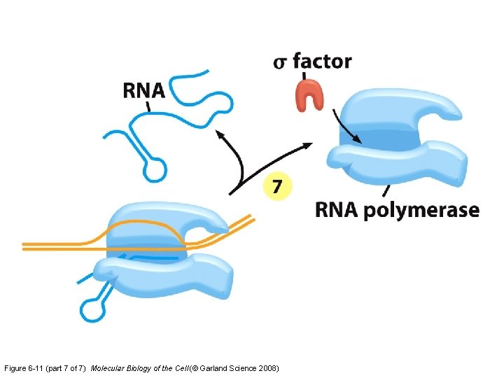 Figure 6 -11 (part 7 of 7) Molecular Biology of the Cell (© Garland