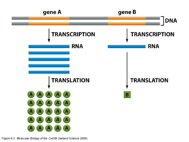 Figure 6 -3 Molecular Biology of the Cell (© Garland Science 2008) 