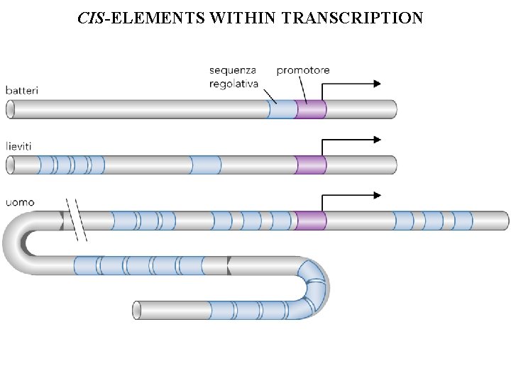 CIS-ELEMENTS WITHIN TRANSCRIPTION 