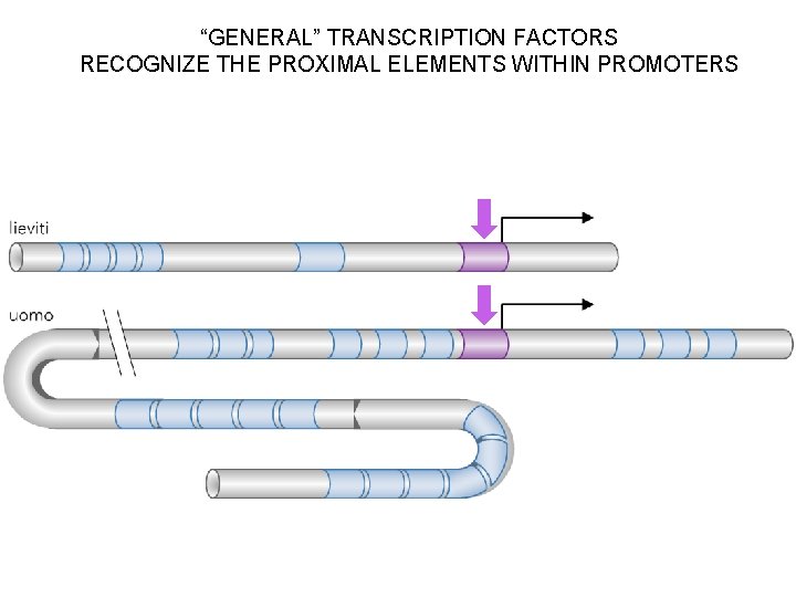 “GENERAL” TRANSCRIPTION FACTORS RECOGNIZE THE PROXIMAL ELEMENTS WITHIN PROMOTERS 
