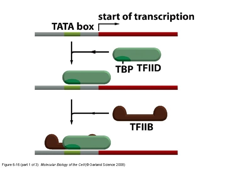 Figure 6 -16 (part 1 of 3) Molecular Biology of the Cell (© Garland
