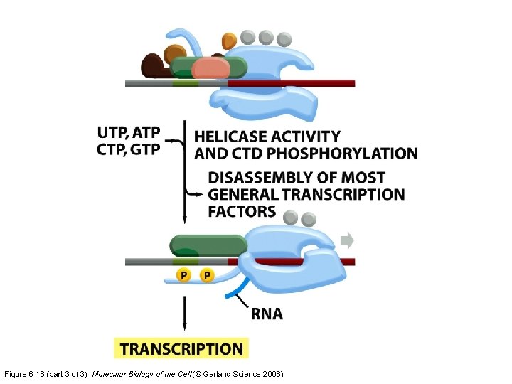 Figure 6 -16 (part 3 of 3) Molecular Biology of the Cell (© Garland