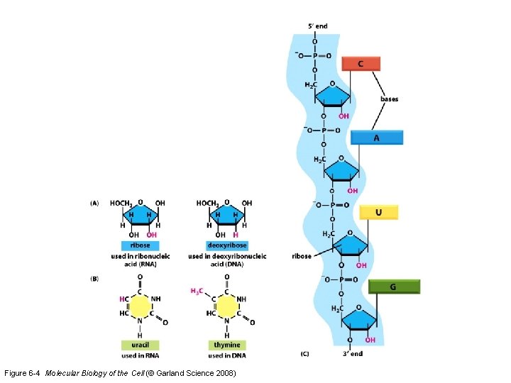 Figure 6 -4 Molecular Biology of the Cell (© Garland Science 2008) 