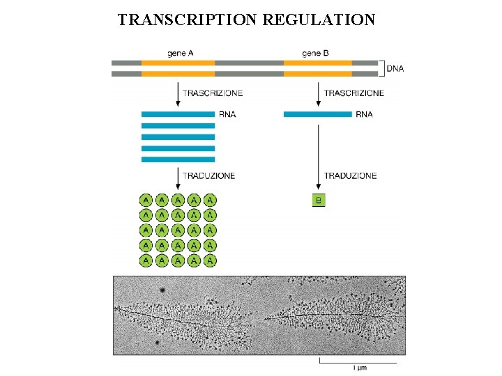 TRANSCRIPTION REGULATION 