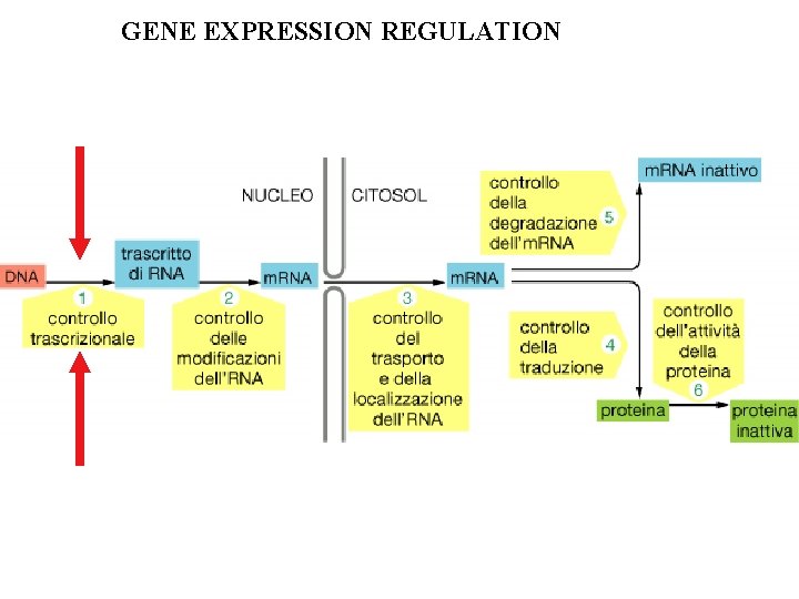 GENE EXPRESSION REGULATION 