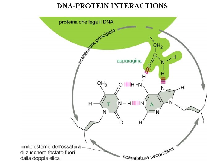 DNA-PROTEIN INTERACTIONS 