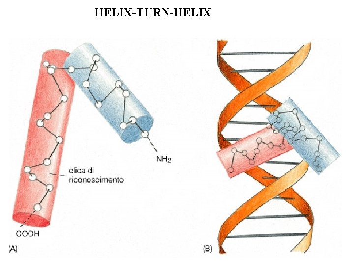 HELIX-TURN-HELIX 