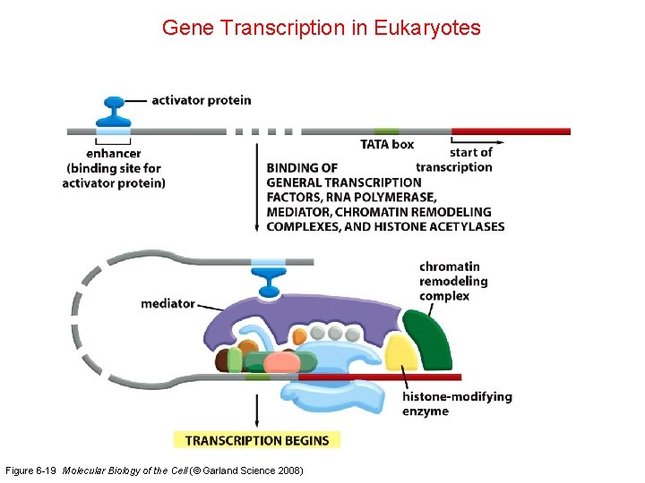 Gene Transcription in Eukaryotes Figure 6 -19 Molecular Biology of the Cell (© Garland