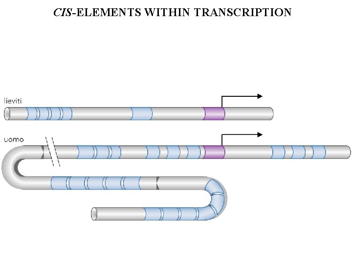 CIS-ELEMENTS WITHIN TRANSCRIPTION 