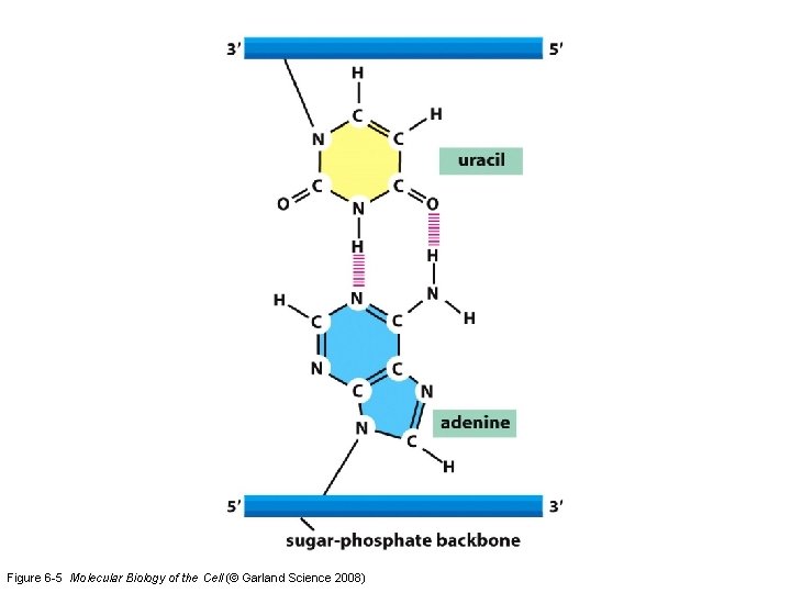 Figure 6 -5 Molecular Biology of the Cell (© Garland Science 2008) 