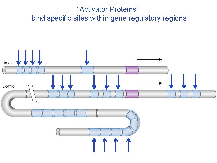 “Activator Proteins” bind specific sites within gene regulatory regions 