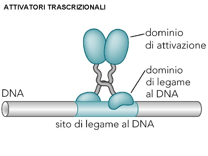 ATTIVATORI TRASCRIZIONALI 