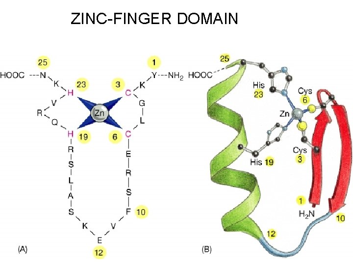 ZINC-FINGER DOMAIN 