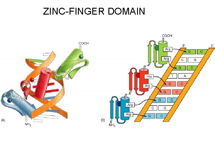 ZINC-FINGER DOMAIN 