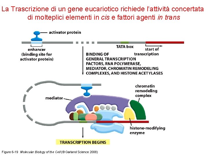 La Trascrizione di un gene eucariotico richiede l’attività concertata di molteplici elementi in cis