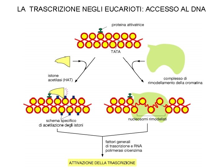 LA TRASCRIZIONE NEGLI EUCARIOTI: ACCESSO AL DNA 