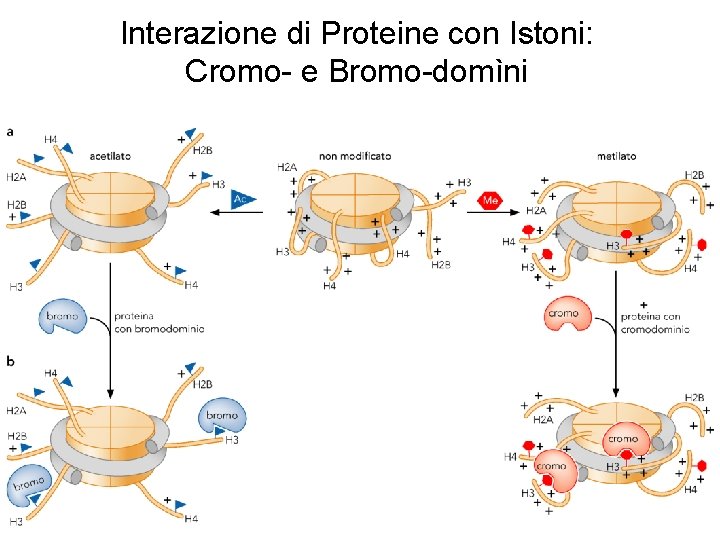 Interazione di Proteine con Istoni: Cromo- e Bromo-domìni 