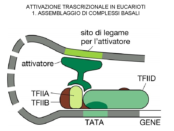ATTIVAZIONE TRASCRIZIONALE IN EUCARIOTI 1. ASSEMBLAGGIO DI COMPLESSI BASALI 