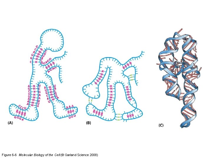 Figure 6 -6 Molecular Biology of the Cell (© Garland Science 2008) 