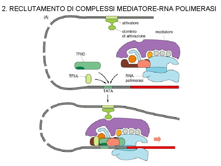 2. RECLUTAMENTO DI COMPLESSI MEDIATORE-RNA POLIMERASI 