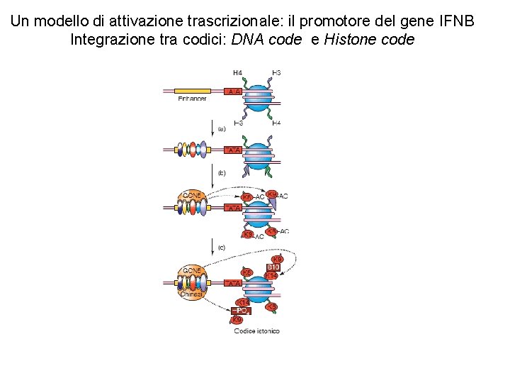 Un modello di attivazione trascrizionale: il promotore del gene IFNB Integrazione tra codici: DNA