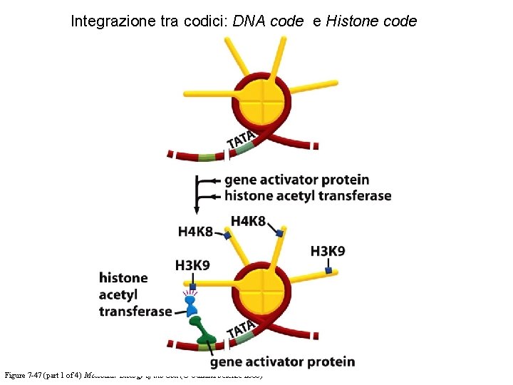 Integrazione tra codici: DNA code e Histone code Figure 7 -47 (part 1 of