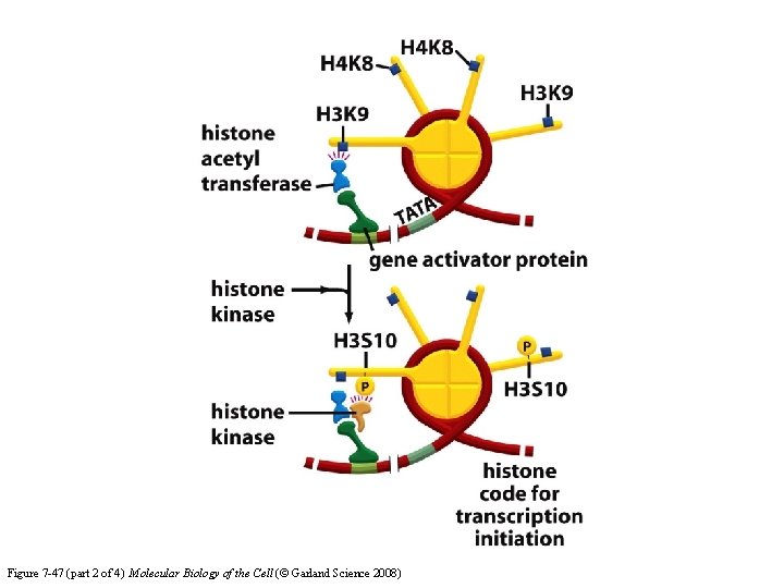 Figure 7 -47 (part 2 of 4) Molecular Biology of the Cell (© Garland