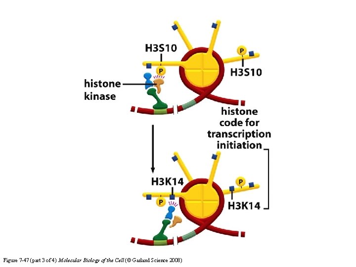 Figure 7 -47 (part 3 of 4) Molecular Biology of the Cell (© Garland
