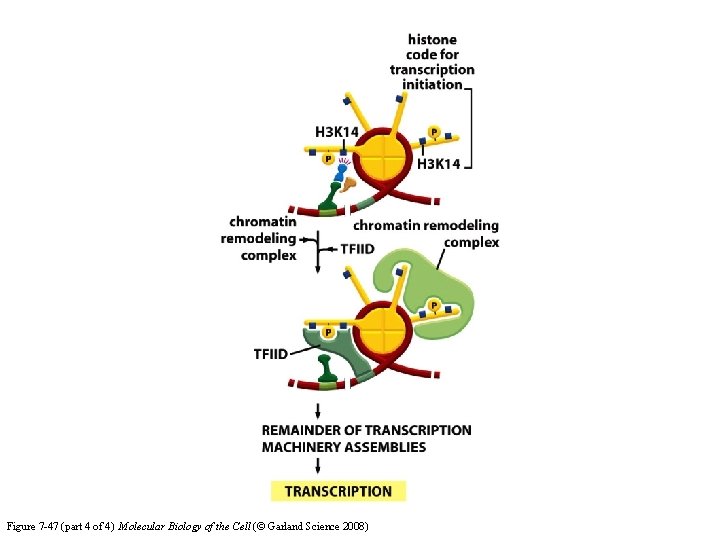 Figure 7 -47 (part 4 of 4) Molecular Biology of the Cell (© Garland